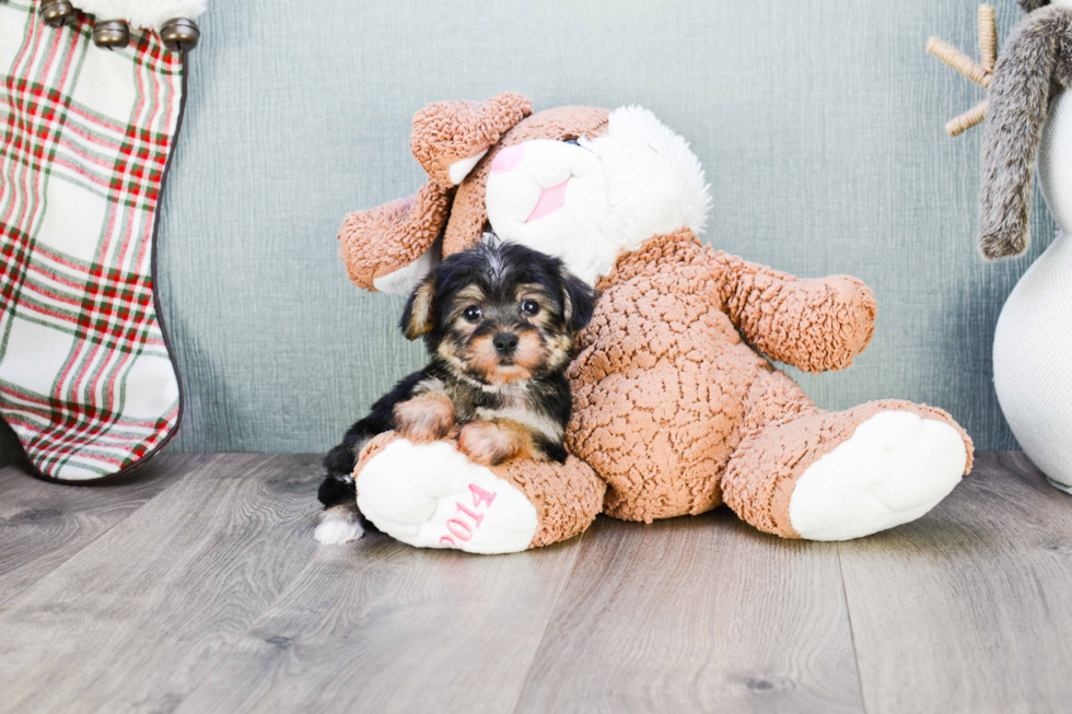 Morkie Pup Being Cute