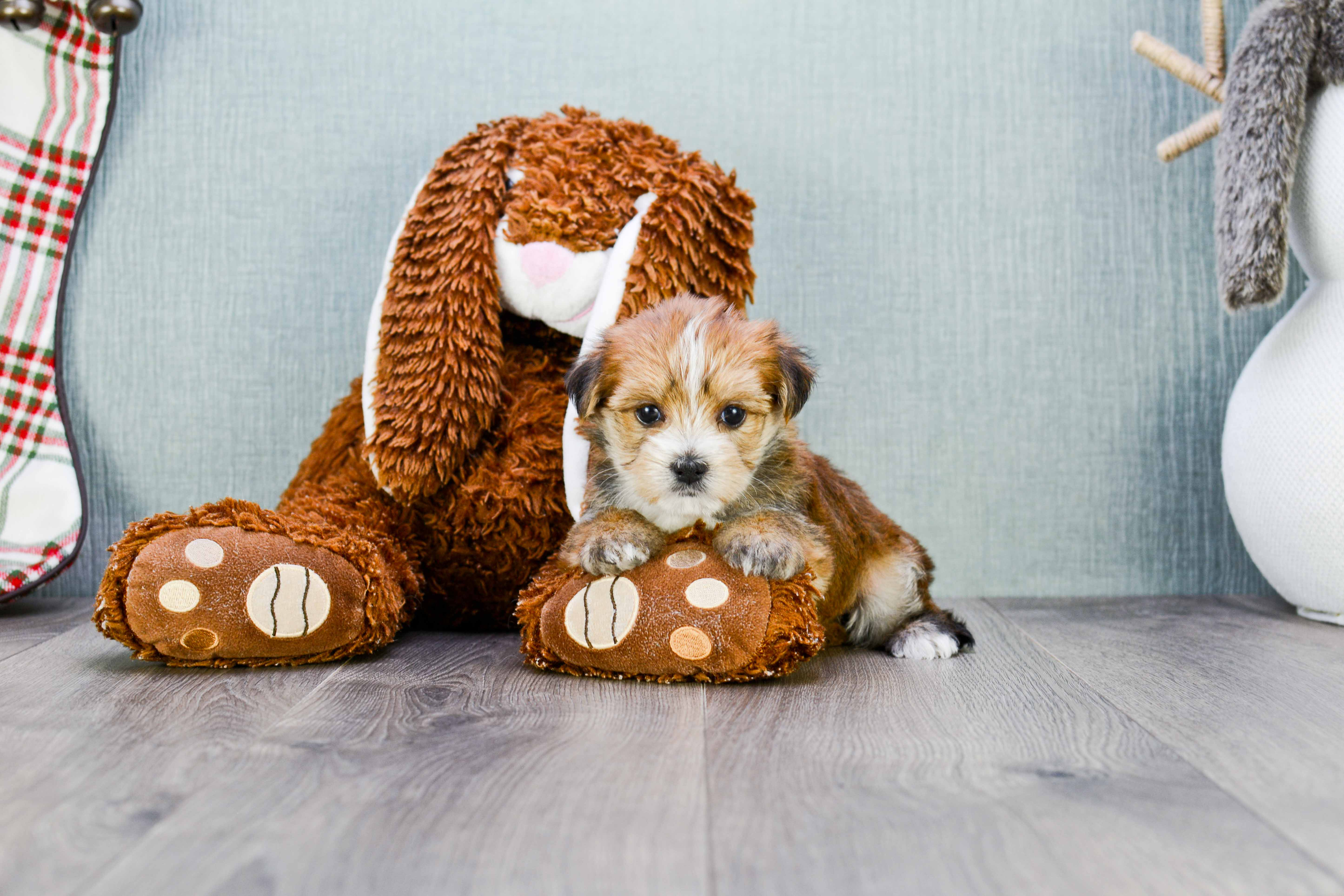 Morkie Puppy for Adoption