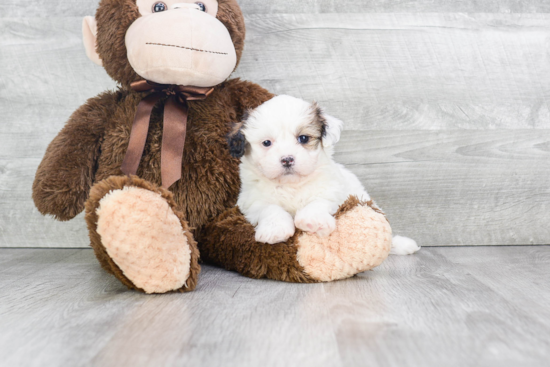 Teddy Bear Puppy for Adoption