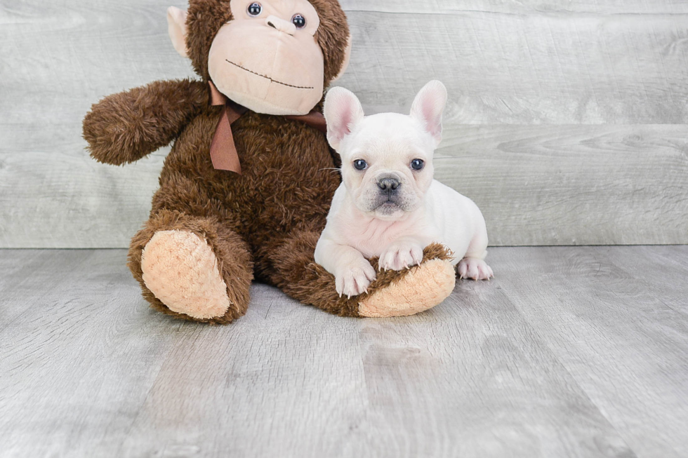 Best French Bulldog Baby