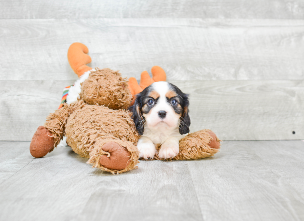 Best Cavalier King Charles Spaniel Baby