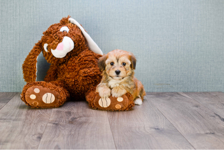 Sweet Morkie Baby