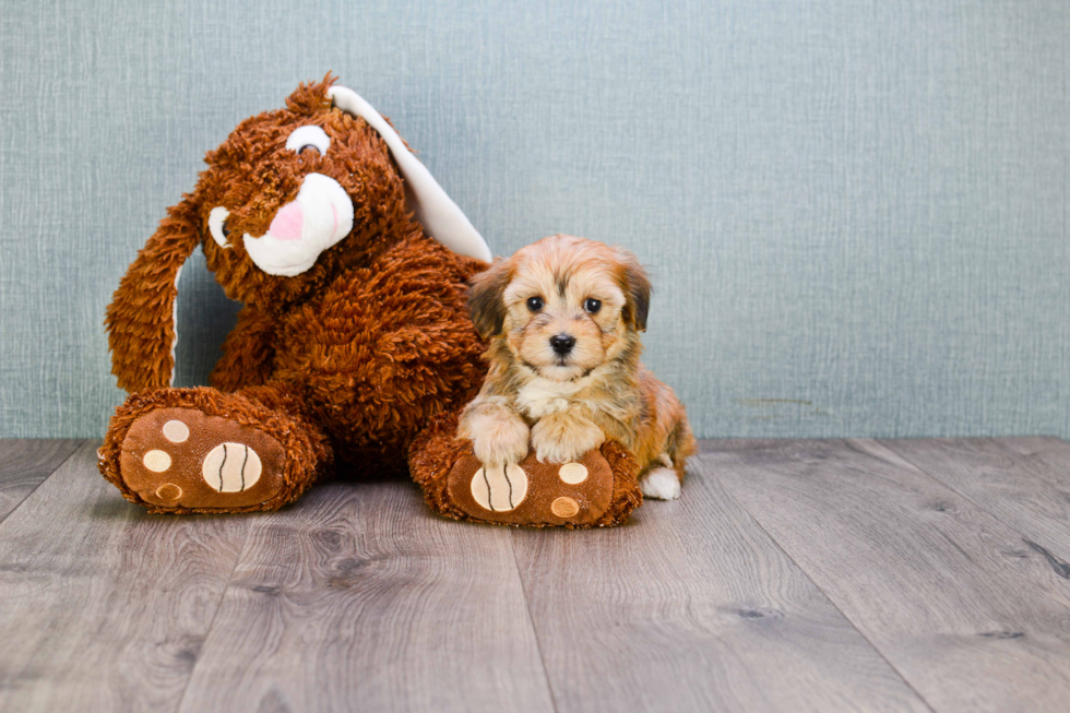 Sweet Morkie Baby