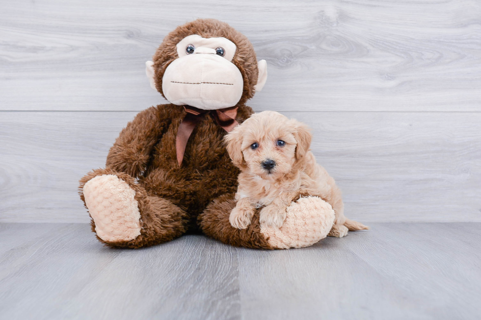 Little Maltese Poodle Poodle Mix Puppy