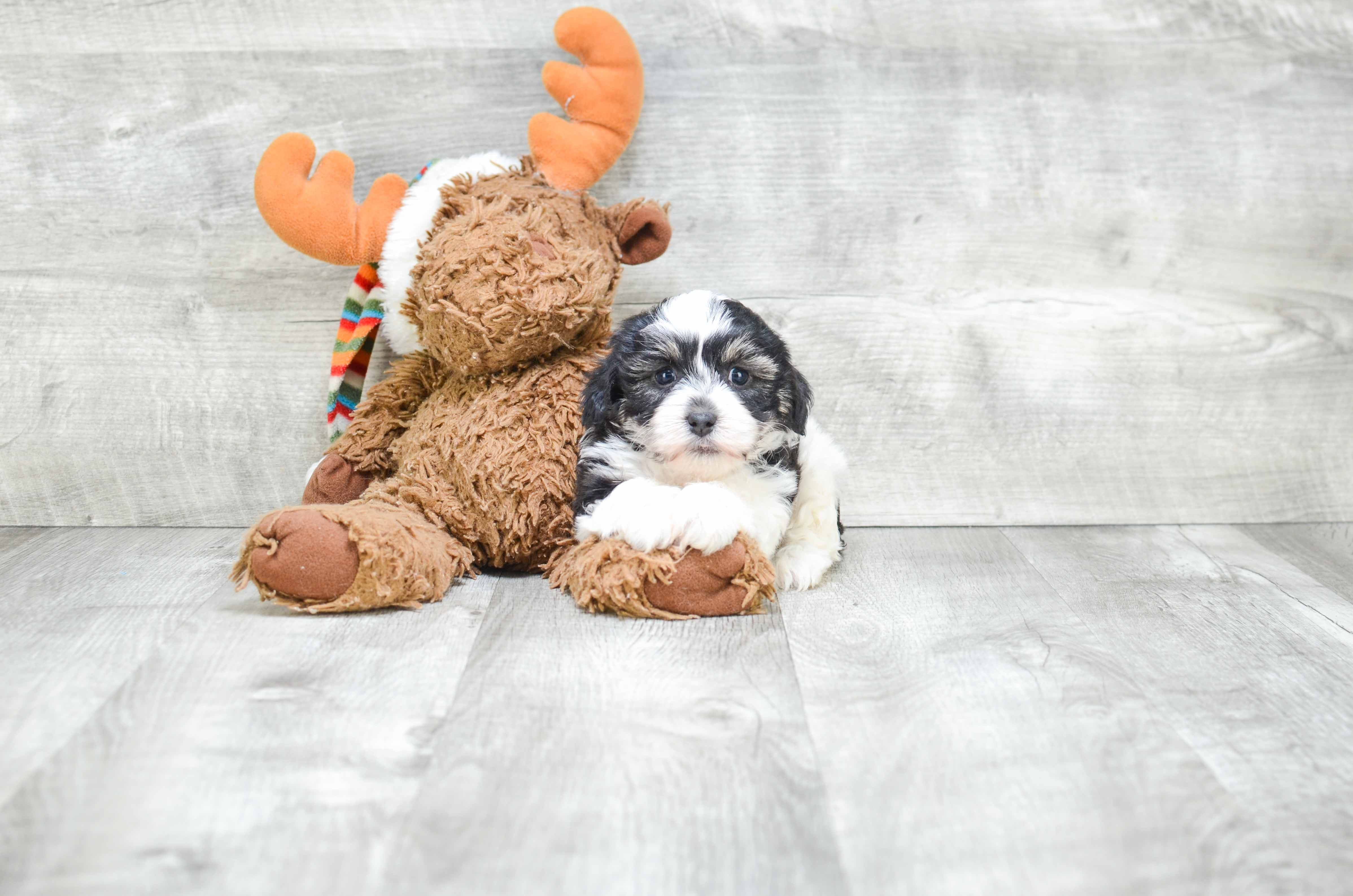 Petite Havanese Purebred Puppy