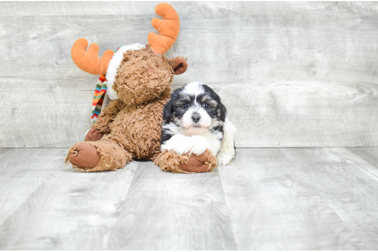 Petite Havanese Purebred Puppy