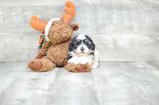 Petite Havanese Purebred Puppy