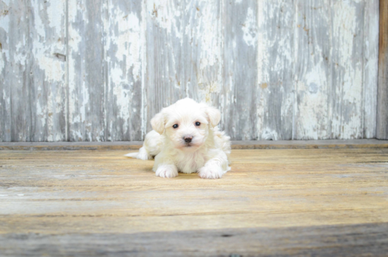 Maltipoo Puppy for Adoption