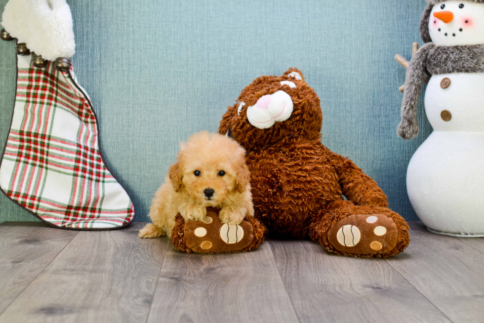 Maltipoo Puppy for Adoption