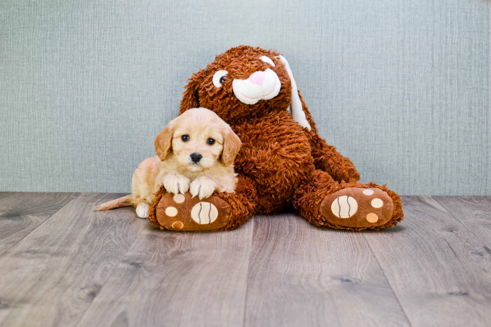 Cavachon Puppy for Adoption