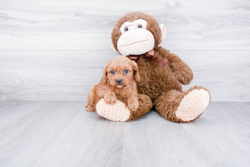 Cavapoo Pup Being Cute