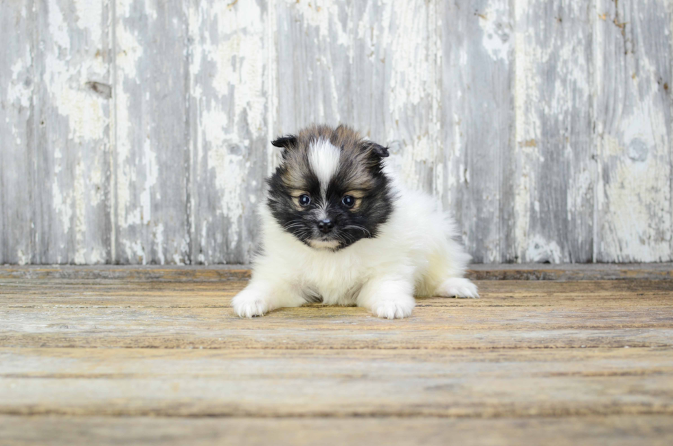 Friendly Pomeranian Purebred Pup