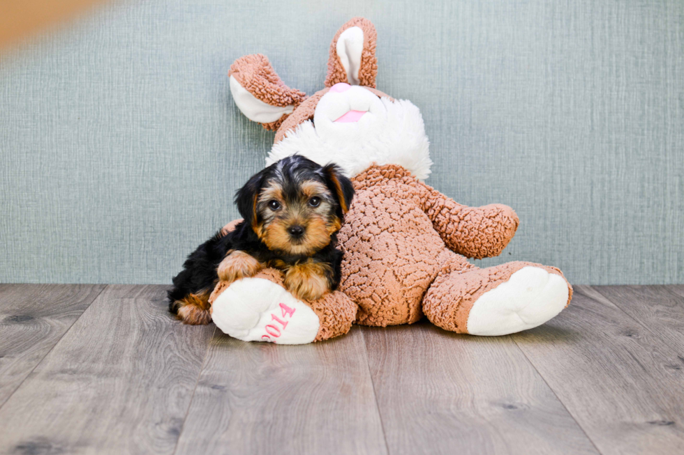 Meet Snickers - our Yorkshire Terrier Puppy Photo 