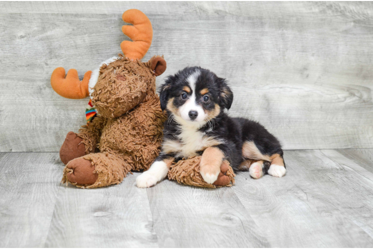 Best Mini Aussiedoodle Baby