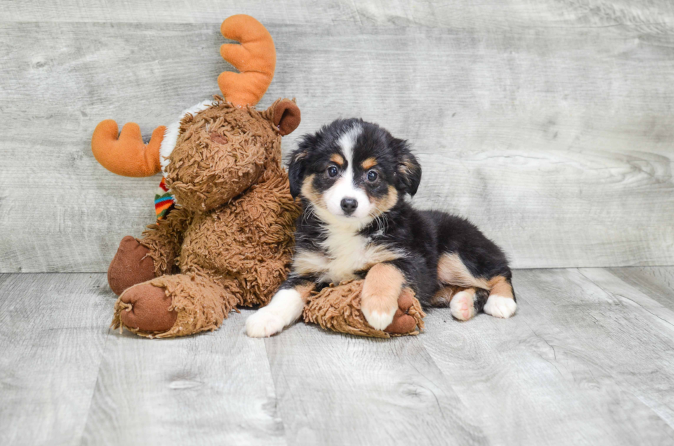 Best Mini Aussiedoodle Baby