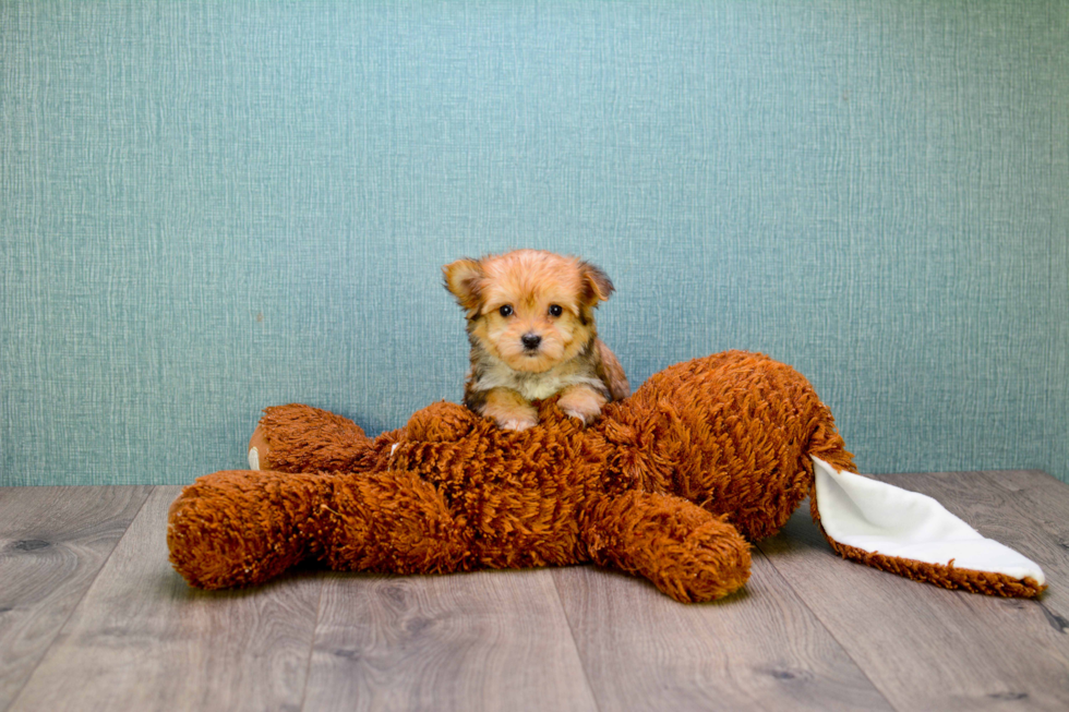 Morkie Pup Being Cute