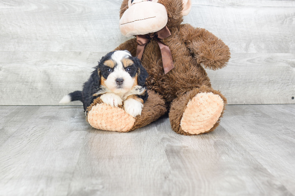 Friendly Mini Bernedoodle Baby