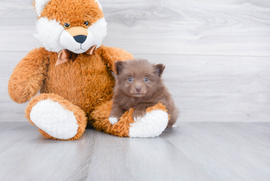 Cute Pomeranian Purebred Puppy