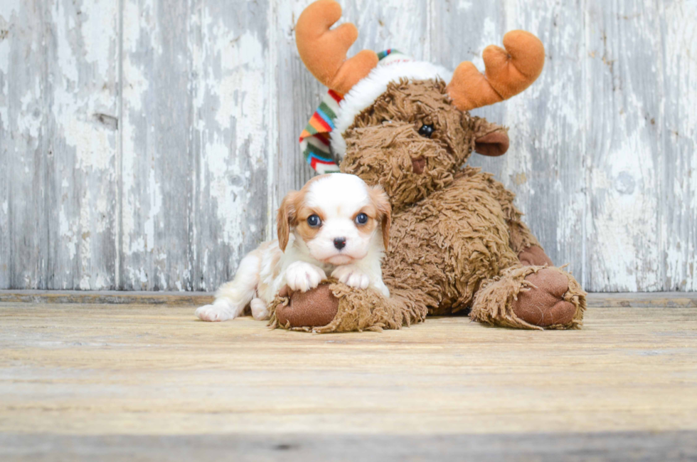 Cavalier King Charles Spaniel Puppy for Adoption