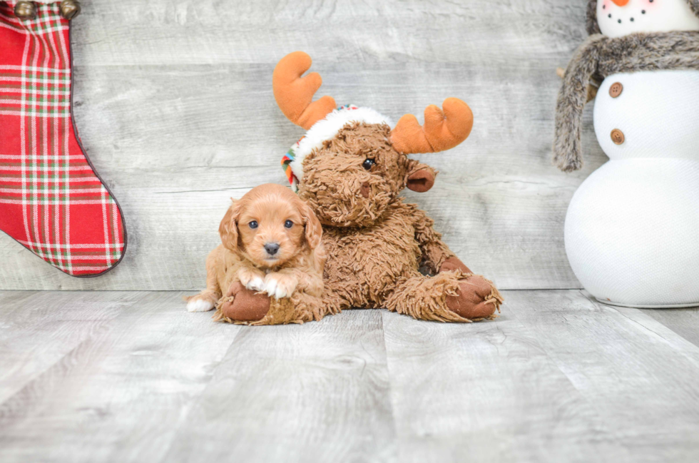 Cavapoo Puppy for Adoption