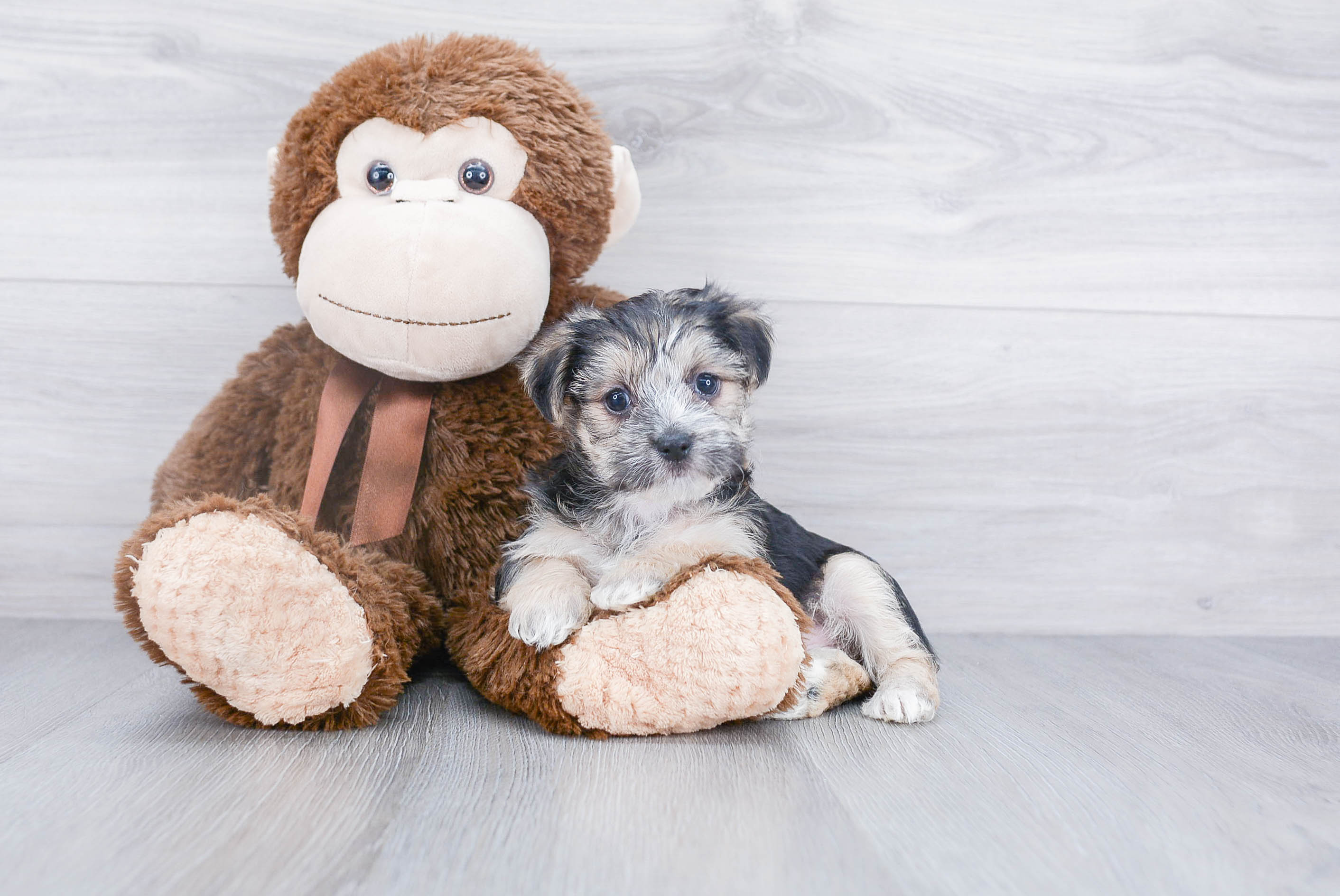 Best Morkie Baby