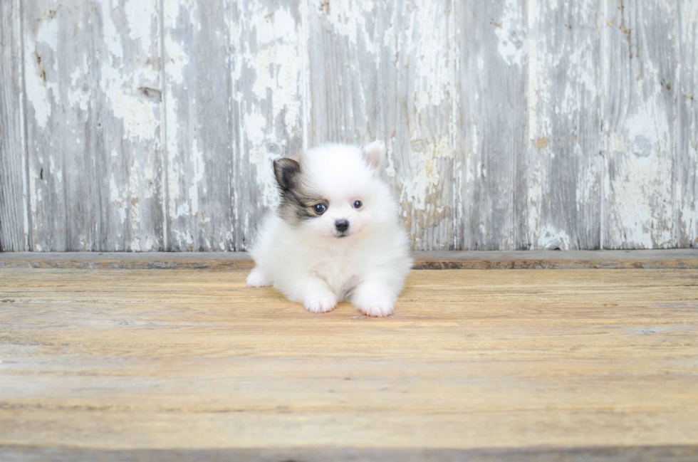 Pomeranian Pup Being Cute