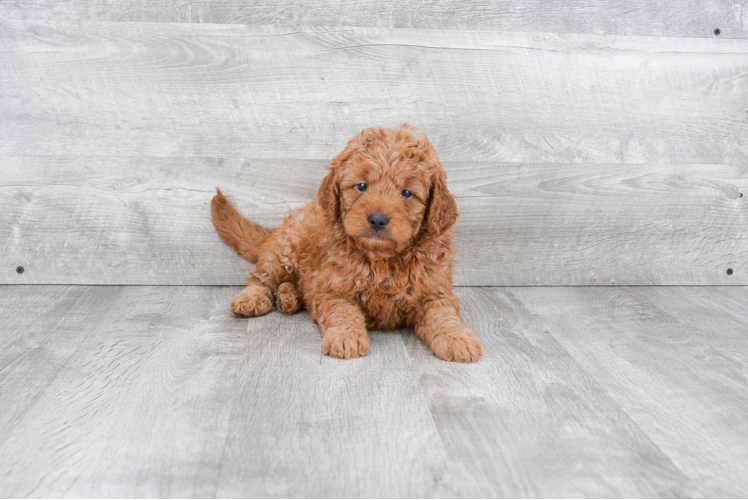 Mini Goldendoodle Puppy for Adoption