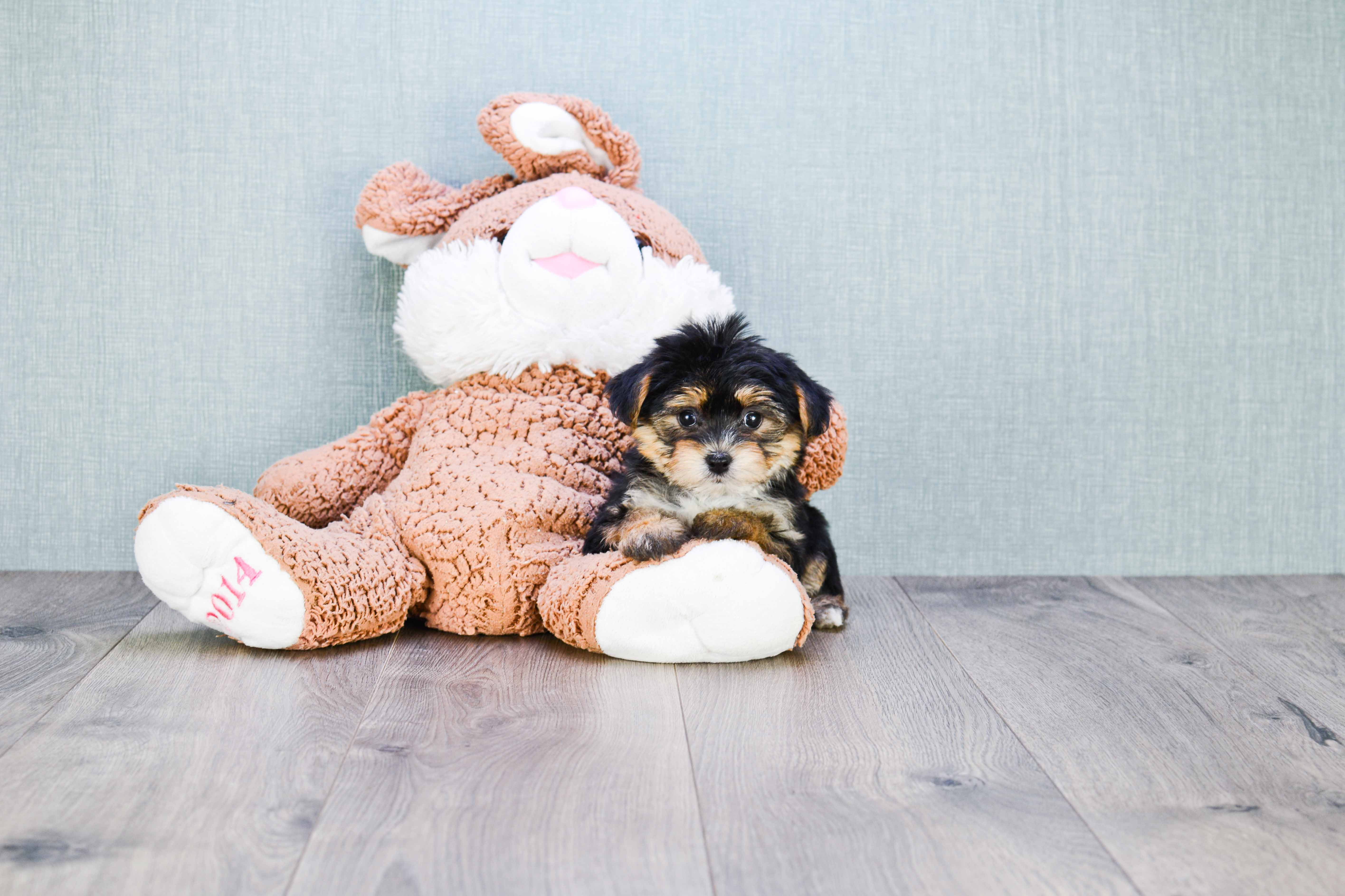 Morkie Pup Being Cute