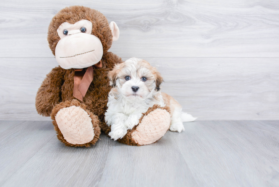 Best Havanese Baby