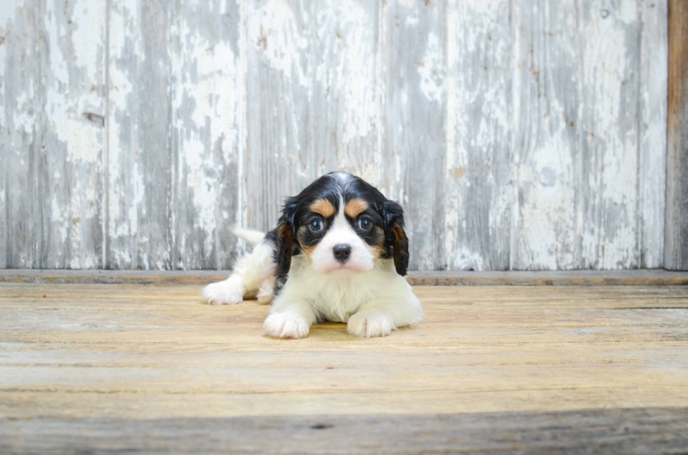 Best Cavalier King Charles Spaniel Baby