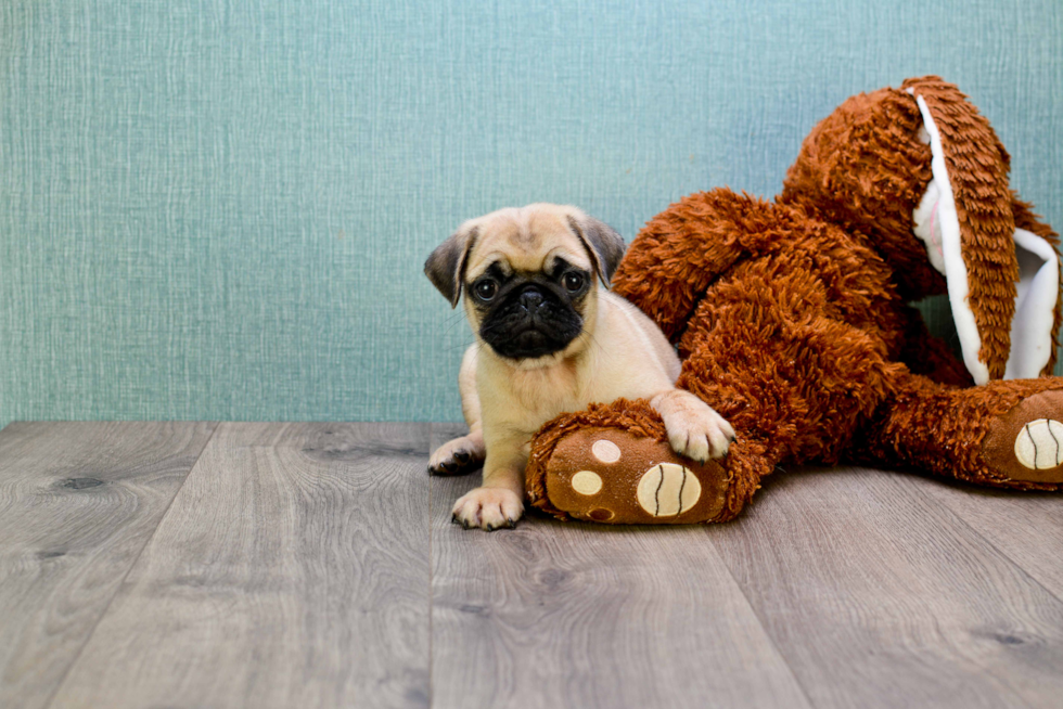 Playful Pug Baby