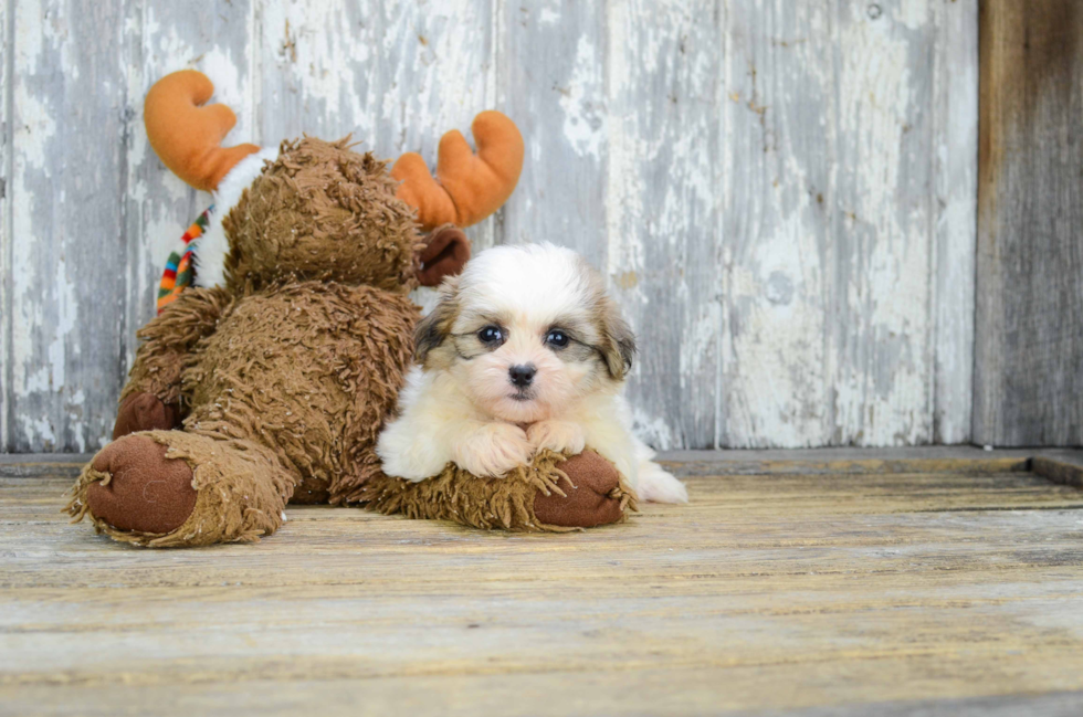 Friendly Teddy Bear Baby