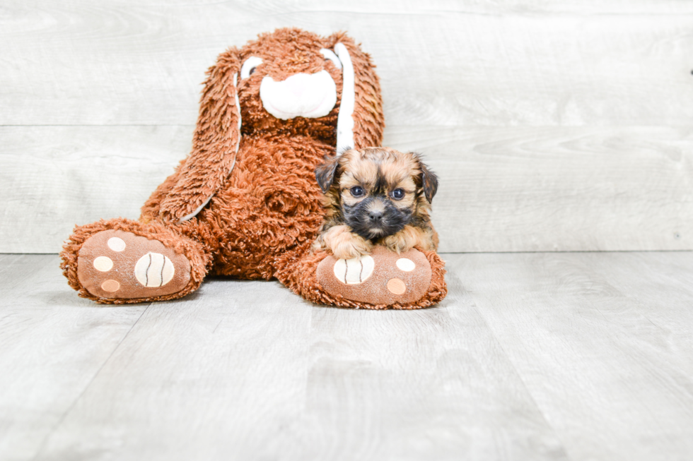 Happy Morkie Baby