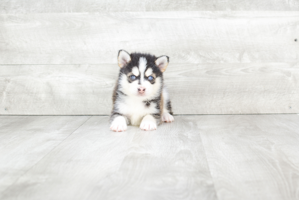 Pomsky Pup Being Cute