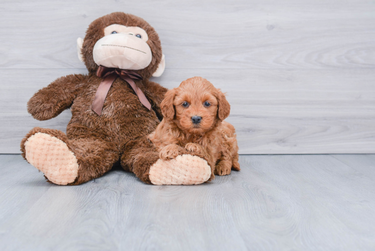 Funny Mini Goldendoodle Poodle Mix Pup