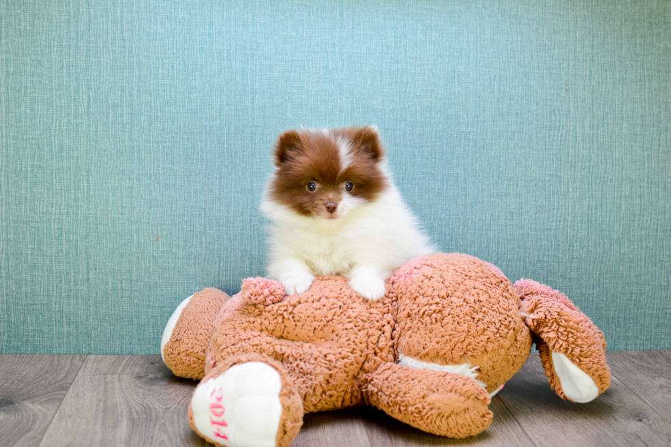 Popular Pomeranian Purebred Pup