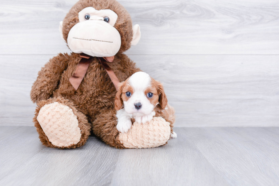 Akc Registered Cavalier King Charles Spaniel Purebred Pup