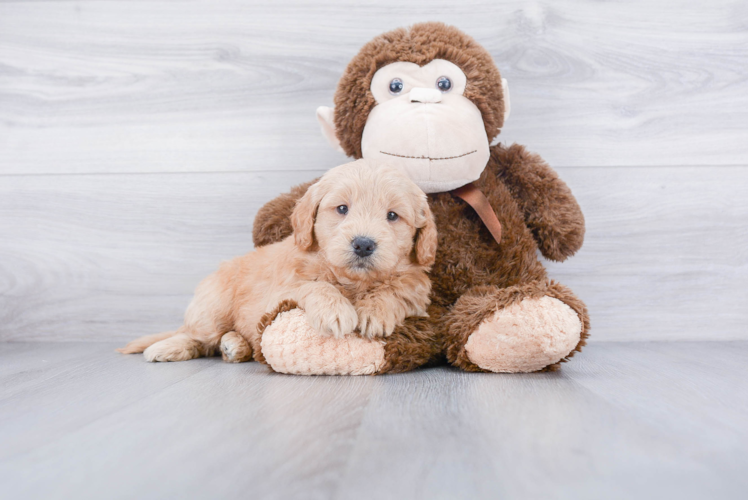 Little Golden Retriever Poodle Mix Puppy