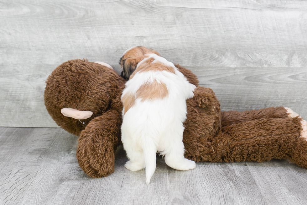 Teddy Bear Pup Being Cute