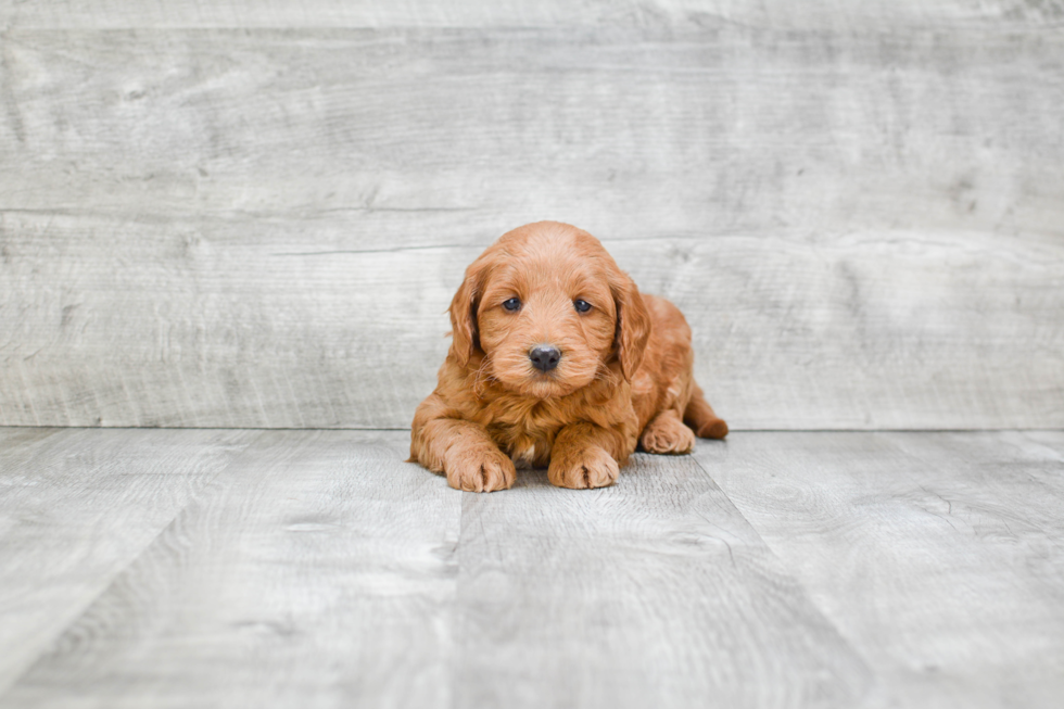 Mini Goldendoodle Pup Being Cute