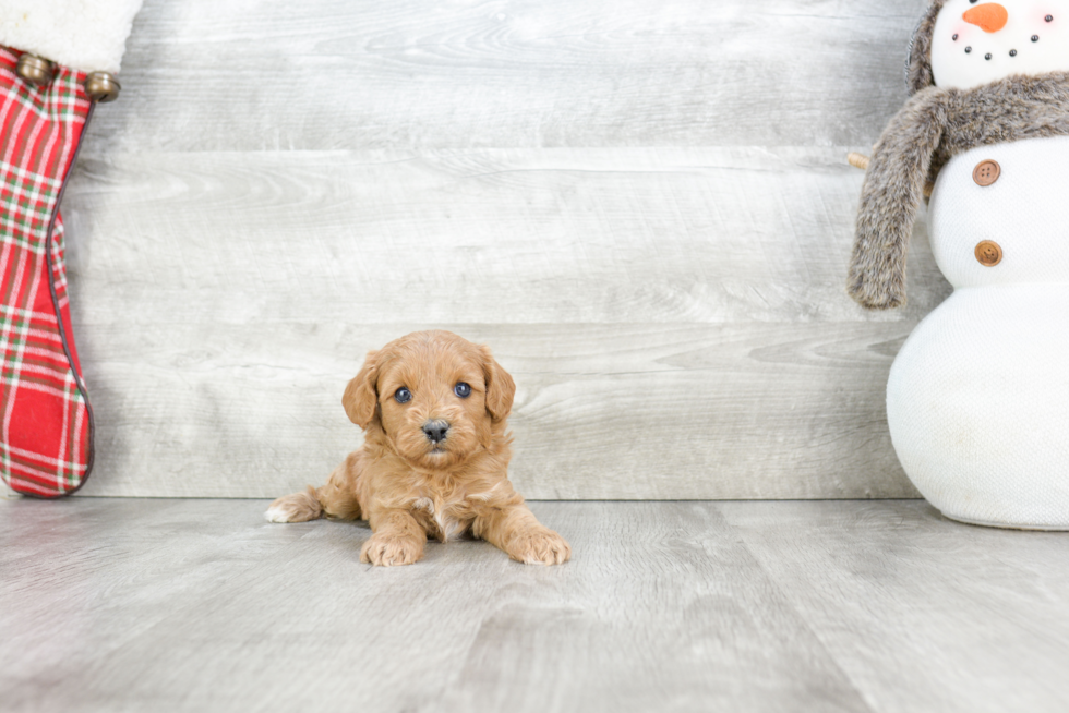 Petite Cavapoo Poodle Mix Pup