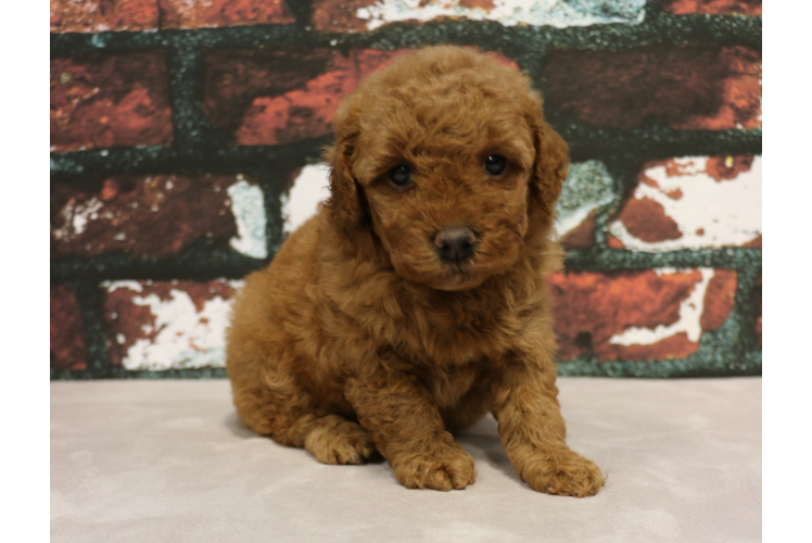 Best Mini Goldendoodle Baby