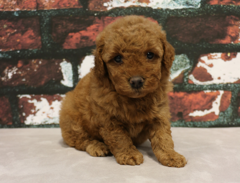 Best Mini Goldendoodle Baby