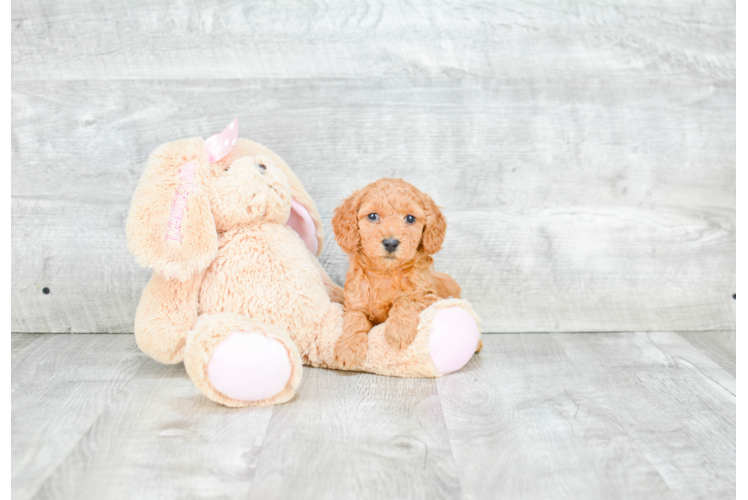 Mini Goldendoodle Pup Being Cute