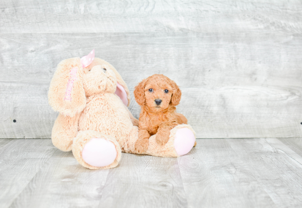 Mini Goldendoodle Pup Being Cute