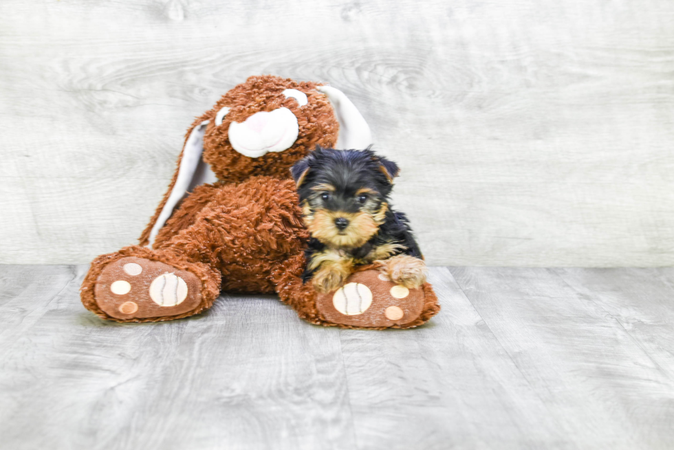 Meet Victoria - our Yorkshire Terrier Puppy Photo 