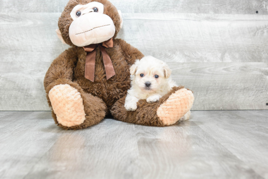 Cute Maltipoo Baby