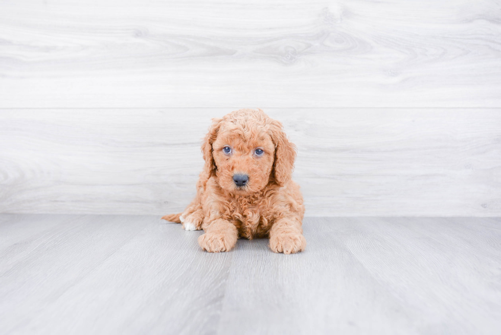 Mini Goldendoodle Puppy for Adoption