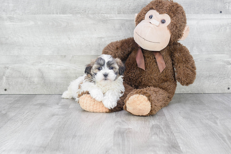 Teddy Bear Pup Being Cute