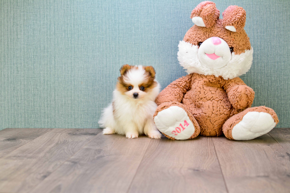 Pomeranian Pup Being Cute